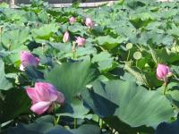 Albums/20060800-China Aug 2006/20060804-Shenyang University/33